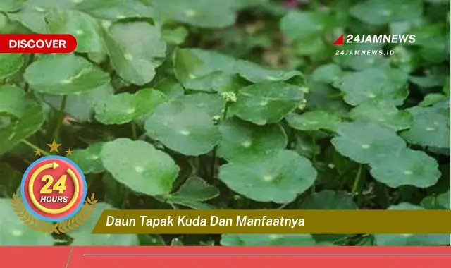 Temukan Manfaat Daun Tapak Kuda untuk Kesehatan Anda Temukan Manfaat Daun Tapak Kuda untuk Kesehatan Anda