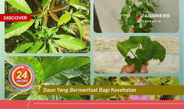 Temukan Manfaat Daun Berkhasiat untuk Kesehatan Tubuh Anda Temukan Manfaat Daun Berkhasiat untuk Kesehatan Tubuh Anda