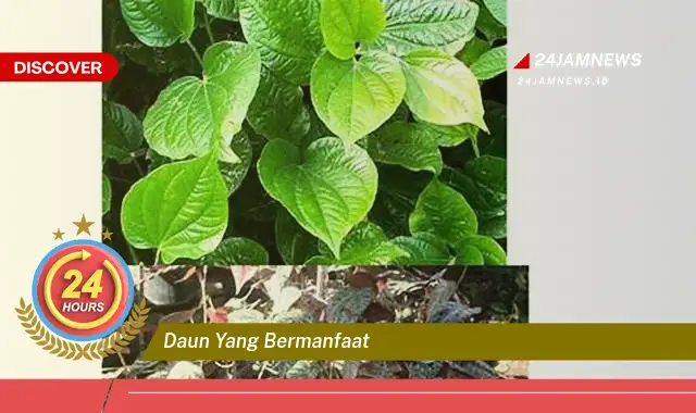 Temukan Manfaat Daun yang Bermanfaat untuk Kesehatan, Kecantikan, dan Lainnya Temukan Manfaat Daun yang Bermanfaat untuk Kesehatan, Kecantikan, dan Lainnya
