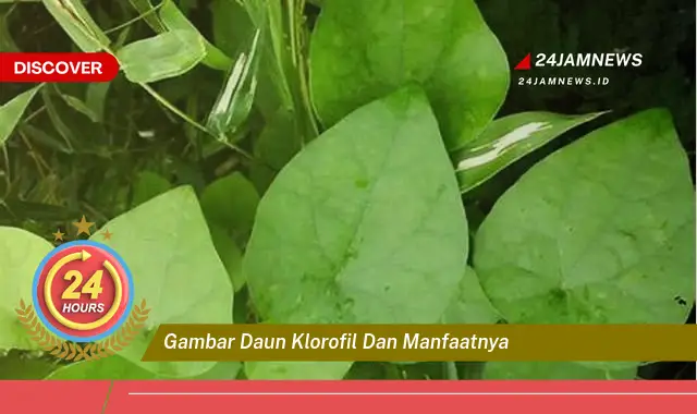 Temukan Manfaat Klorofil dari Gambar Daun, Segudang Khasiat untuk Kesehatan Anda Temukan Manfaat Klorofil dari Gambar Daun, Segudang Khasiat untuk Kesehatan Anda