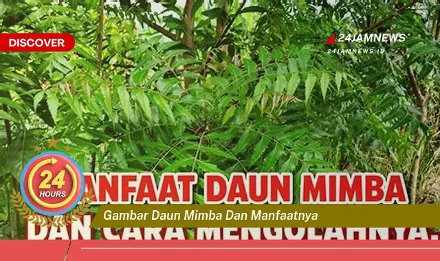 Temukan Manfaat & Gambar Daun Mimba, Panduan Lengkap untuk Kesehatan Temukan Manfaat & Gambar Daun Mimba, Panduan Lengkap untuk Kesehatan