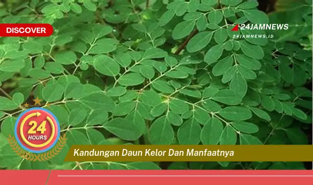 Temukan Manfaat Daun Kelor yang Luar Biasa untuk Kesehatan Anda Temukan Manfaat Daun Kelor yang Luar Biasa untuk Kesehatan Anda