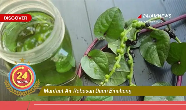 Temukan Manfaat Air Rebusan Daun Binahong untuk Kesehatan Anda Temukan Manfaat Air Rebusan Daun Binahong untuk Kesehatan Anda