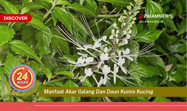 Temukan Manfaat Akar Ilalang dan Daun Kumis Kucing untuk Kesehatan Anda Temukan Manfaat Akar Ilalang dan Daun Kumis Kucing untuk Kesehatan Anda