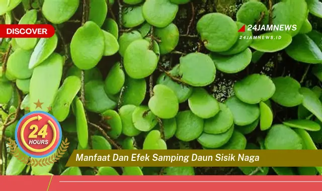 Temukan Manfaat Daun Sisik Naga untuk Kesehatan, Efek Samping yang Perlu Diwaspadai Temukan Manfaat Daun Sisik Naga untuk Kesehatan, Efek Samping yang Perlu Diwaspadai