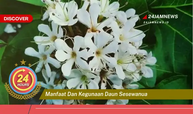 Temukan Manfaat Daun Sesewanua untuk Kesehatan dan Kecantikan