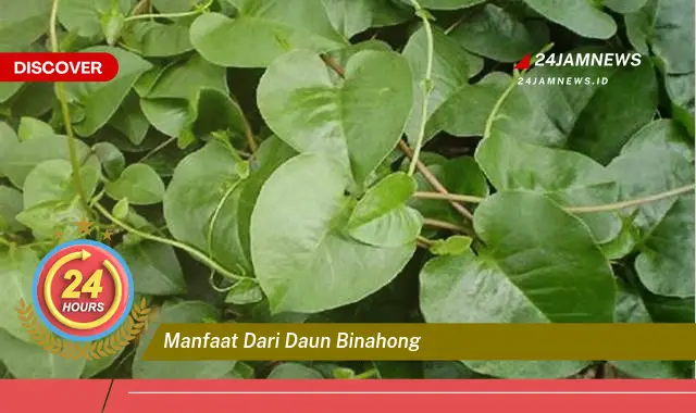 Temukan Manfaat Daun Binahong untuk Kesehatan, Penyembuhan Luka, Infeksi, dan Lainnya Temukan Manfaat Daun Binahong untuk Kesehatan, Penyembuhan Luka, Infeksi, dan Lainnya