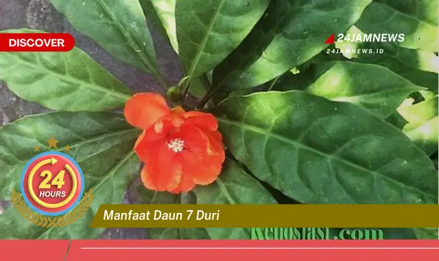 Temukan Manfaat Daun 7 Duri untuk Kesehatan dan Kecantikan Anda Temukan Manfaat Daun 7 Duri untuk Kesehatan dan Kecantikan Anda