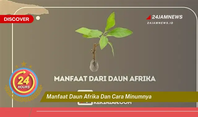 Temukan Manfaat Daun Afrika untuk Kesehatan dan Cara Minum yang Benar untuk Hasil Optimal Temukan Manfaat Daun Afrika untuk Kesehatan dan Cara Minum yang Benar untuk Hasil Optimal