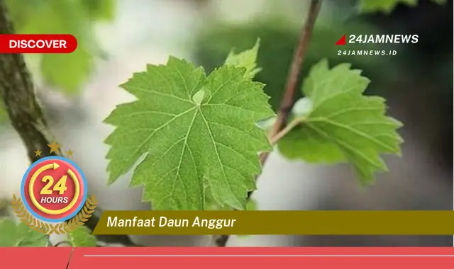 Temukan Manfaat Daun Anggur untuk Kesehatan Anda, Dari Antioksidan Hingga Anti,inflamasi Temukan Manfaat Daun Anggur untuk Kesehatan Anda, Dari Antioksidan Hingga Anti,inflamasi