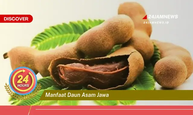 Temukan Manfaat Daun Asam Jawa untuk Kesehatan Anda, Dari Mengatasi Peradangan Hingga Meredakan Nyeri Temukan Manfaat Daun Asam Jawa untuk Kesehatan Anda, Dari Mengatasi Peradangan Hingga Meredakan Nyeri