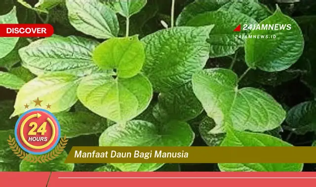 Temukan Manfaat Daun Bagi Manusia, Ragam Jenis dan Khasiatnya untuk Kesehatan Temukan Manfaat Daun Bagi Manusia, Ragam Jenis dan Khasiatnya untuk Kesehatan
