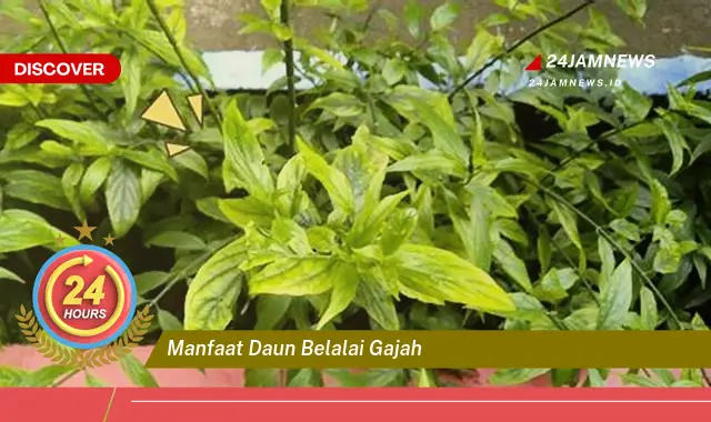 Temukan Manfaat Daun Belalai Gajah untuk Kesehatan Anda Temukan Manfaat Daun Belalai Gajah untuk Kesehatan Anda