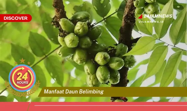Temukan Manfaat Daun Belimbing untuk Kesehatan Anda, Tips dan Cara Pengolahannya Temukan Manfaat Daun Belimbing untuk Kesehatan Anda, Tips dan Cara Pengolahannya