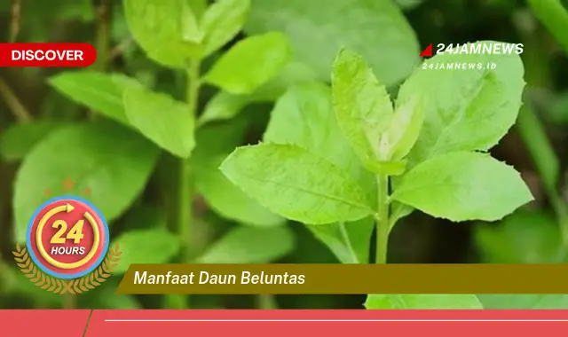 Temukan Manfaat Daun Beluntas untuk Kesehatan Tubuh Anda Secara Alami