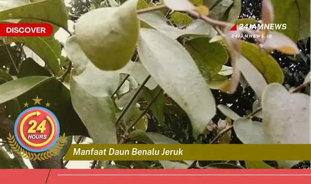 Temukan Manfaat Daun Benalu Jeruk untuk Kesehatan Anda Temukan Manfaat Daun Benalu Jeruk untuk Kesehatan Anda