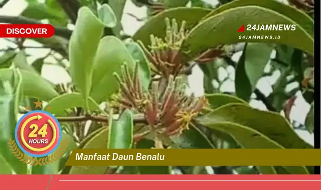 Temukan Manfaat Daun Benalu untuk Kesehatan dan Cara Pengolahannya Temukan Manfaat Daun Benalu untuk Kesehatan dan Cara Pengolahannya