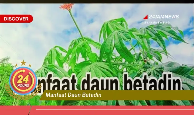 Temukan Manfaat Daun Betadine untuk Kesehatan Kulit dan Luka Temukan Manfaat Daun Betadine untuk Kesehatan Kulit dan Luka