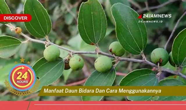 Temukan Manfaat Daun Bidara untuk Kesehatan dan Kecantikan, Panduan Lengkap Penggunaan Temukan Manfaat Daun Bidara untuk Kesehatan dan Kecantikan, Panduan Lengkap Penggunaan