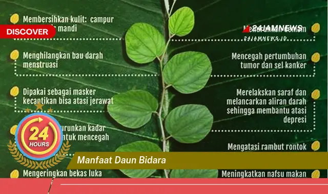 Temukan Manfaat Daun Bidara untuk Kesehatan, Kecantikan, dan Rumah Tangga Temukan Manfaat Daun Bidara untuk Kesehatan, Kecantikan, dan Rumah Tangga
