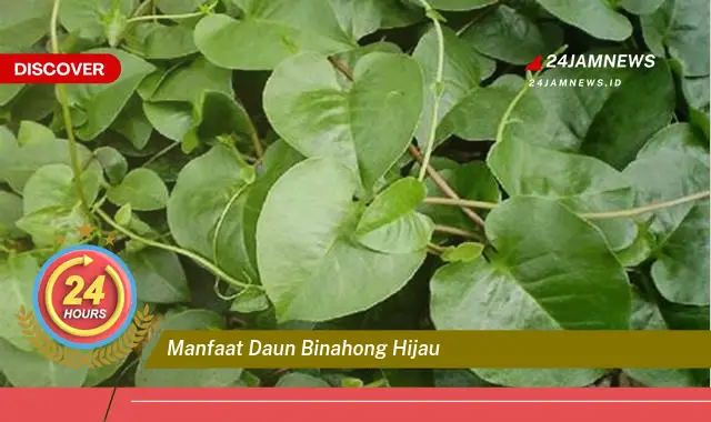 Temukan Manfaat Daun Binahong Hijau untuk Penyembuhan Luka dan Kesehatan Anda Temukan Manfaat Daun Binahong Hijau untuk Penyembuhan Luka dan Kesehatan Anda