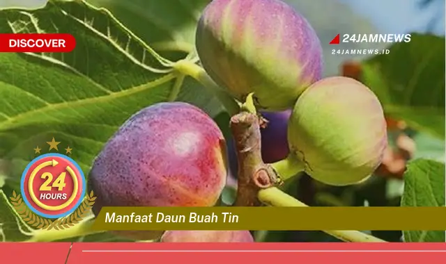 Temukan Manfaat Daun Buah Tin untuk Kesehatan Anda, Dari Diabetes hingga Kolesterol Temukan Manfaat Daun Buah Tin untuk Kesehatan Anda, Dari Diabetes hingga Kolesterol