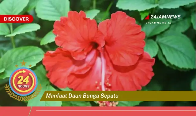 Temukan Manfaat Daun Bunga Sepatu untuk Kesehatan Anda, Dari Rambut Hingga Kolesterol Temukan Manfaat Daun Bunga Sepatu untuk Kesehatan Anda, Dari Rambut Hingga Kolesterol