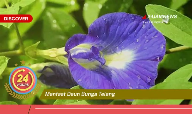 Temukan Manfaat Daun Bunga Telang untuk Kesehatan Tubuh Anda Temukan Manfaat Daun Bunga Telang untuk Kesehatan Tubuh Anda