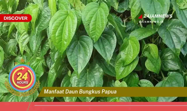 Temukan Manfaat Daun Bungkus Papua untuk Kesehatan Anda yang Luar Biasa Temukan Manfaat Daun Bungkus Papua untuk Kesehatan Anda yang Luar Biasa