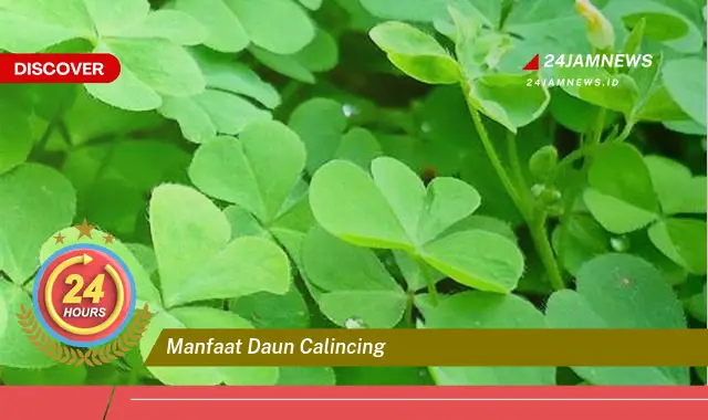 Temukan Manfaat Daun Calincing untuk Kesehatan Anda, Dari Akar Hingga Daun Temukan Manfaat Daun Calincing untuk Kesehatan Anda, Dari Akar Hingga Daun