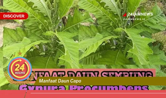 Temukan Manfaat Daun Capo untuk Kesehatan dan Kecantikan Temukan Manfaat Daun Capo untuk Kesehatan dan Kecantikan