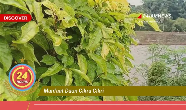 Temukan Manfaat Daun Cikra Cikri untuk Kesehatan Anda Temukan Manfaat Daun Cikra Cikri untuk Kesehatan Anda