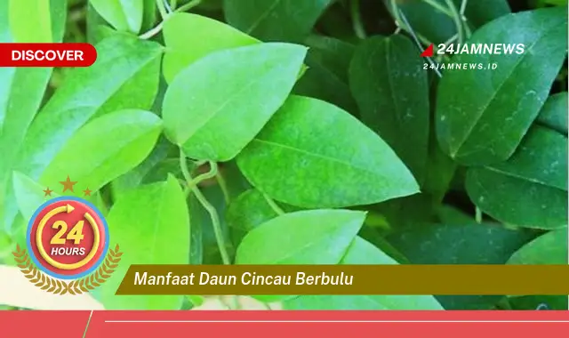 Temukan Manfaat Daun Cincau Berbulu untuk Kesehatan Anda yang Luar Biasa Temukan Manfaat Daun Cincau Berbulu untuk Kesehatan Anda yang Luar Biasa