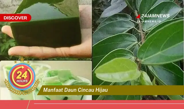 Temukan Manfaat Daun Cincau Hijau untuk Kesehatan Tubuh Anda Temukan Manfaat Daun Cincau Hijau untuk Kesehatan Tubuh Anda