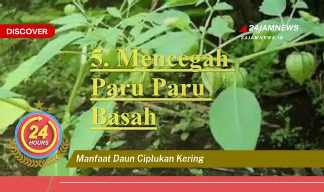 Temukan Manfaat Daun Ciplukan Kering untuk Kesehatan dan Kecantikan Anda