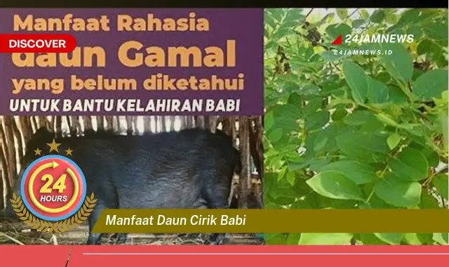Temukan Manfaat Daun Cirik Babi untuk Kesehatan dan Kecantikan Temukan Manfaat Daun Cirik Babi untuk Kesehatan dan Kecantikan