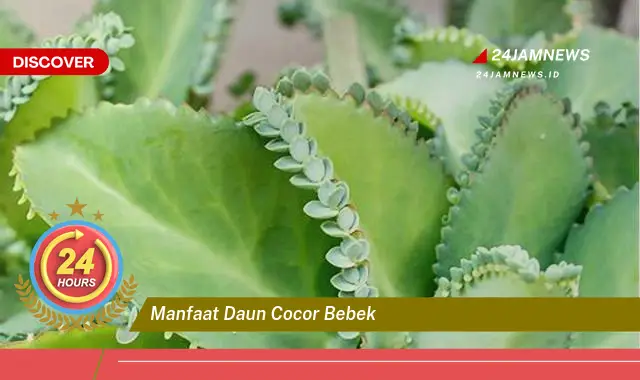 Temukan Manfaat Daun Cocor Bebek untuk Kesehatan Anda Secara Alami dan Cepat Temukan Manfaat Daun Cocor Bebek untuk Kesehatan Anda Secara Alami dan Cepat