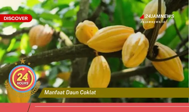 Temukan Manfaat Daun Coklat untuk Kesehatan, Meningkatkan Imunitas dan Menjaga Kebugaran Tubuh Temukan Manfaat Daun Coklat untuk Kesehatan, Meningkatkan Imunitas dan Menjaga Kebugaran Tubuh