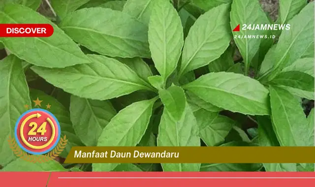 Temukan Manfaat Daun Dewandaru untuk Kesehatan Anda | Khasiat & Cara Penggunaan Temukan Manfaat Daun Dewandaru untuk Kesehatan Anda | Khasiat & Cara Penggunaan