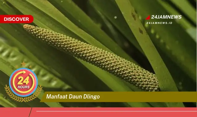 Temukan Manfaat Daun Dlingo untuk Kesehatan, Dari Akar Hingga Ujung Daun
