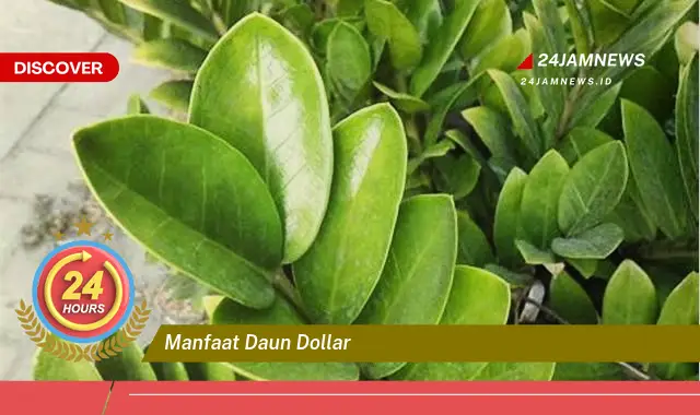 Temukan Manfaat Daun Dollar untuk Kesehatan dan Kecantikan Anda Temukan Manfaat Daun Dollar untuk Kesehatan dan Kecantikan Anda