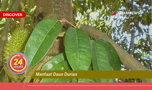 Temukan Manfaat Daun Durian untuk Kesehatan dan Kecantikan Anda