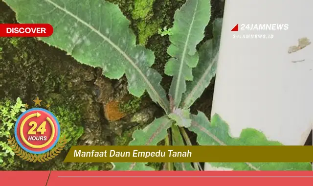 Temukan Manfaat Daun Empedu Tanah untuk Kesehatan Anda Temukan Manfaat Daun Empedu Tanah untuk Kesehatan Anda