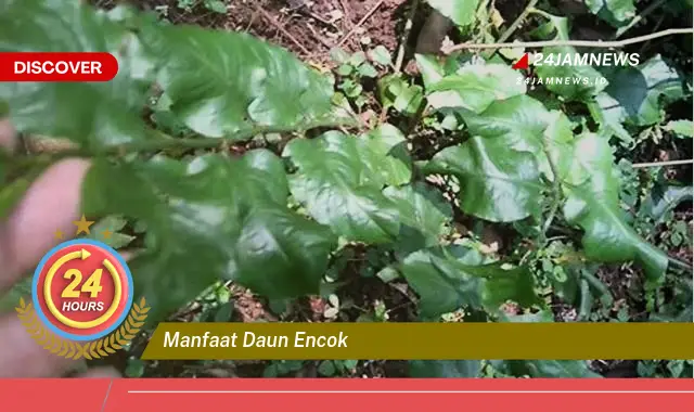 Temukan Manfaat Daun Encok untuk Meredakan Nyeri Sendi Secara Alami