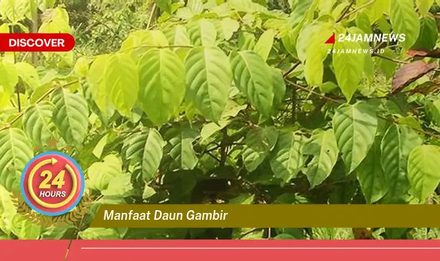 Temukan Manfaat Daun Gambir untuk Kesehatan Tubuh Anda Temukan Manfaat Daun Gambir untuk Kesehatan Tubuh Anda