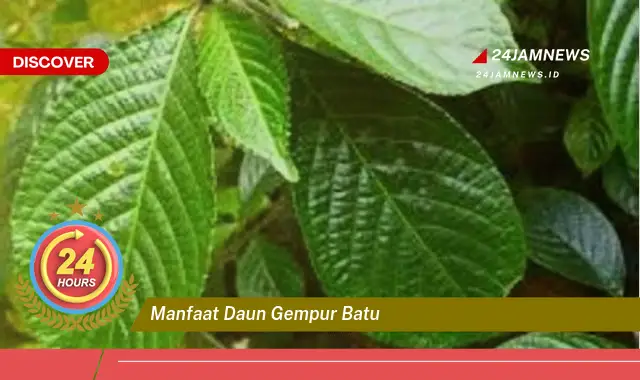 Temukan Manfaat Daun Gempur Batu untuk Kesehatan Anda Temukan Manfaat Daun Gempur Batu untuk Kesehatan Anda