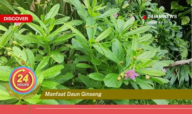 Temukan Manfaat Daun Ginseng untuk Kesehatan Tubuh dan Kecantikan Kulit Temukan Manfaat Daun Ginseng untuk Kesehatan Tubuh dan Kecantikan Kulit