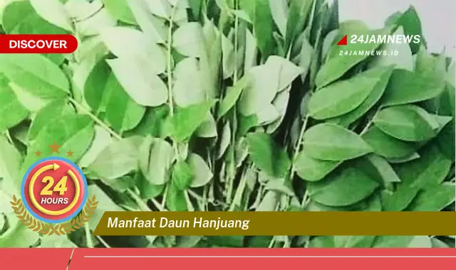 Temukan Manfaat Daun Hanjuang untuk Kesehatan Tubuh Anda Secara Alami Temukan Manfaat Daun Hanjuang untuk Kesehatan Tubuh Anda Secara Alami