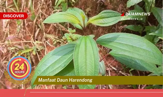Temukan Manfaat Daun Harendong untuk Kesehatan dan Kecantikan Anda Temukan Manfaat Daun Harendong untuk Kesehatan dan Kecantikan Anda