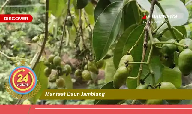 Temukan Manfaat Daun Jamblang untuk Kesehatan, Obat Alami untuk Diabetes, Kolesterol, dan Lainnya Temukan Manfaat Daun Jamblang untuk Kesehatan, Obat Alami untuk Diabetes, Kolesterol, dan Lainnya